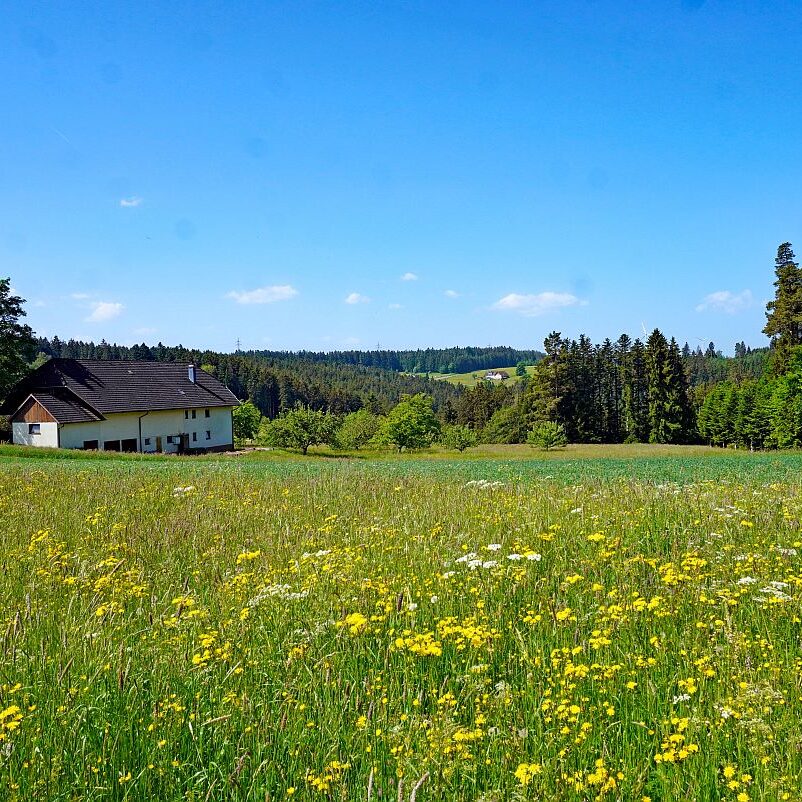 Berneck Tischneck 5