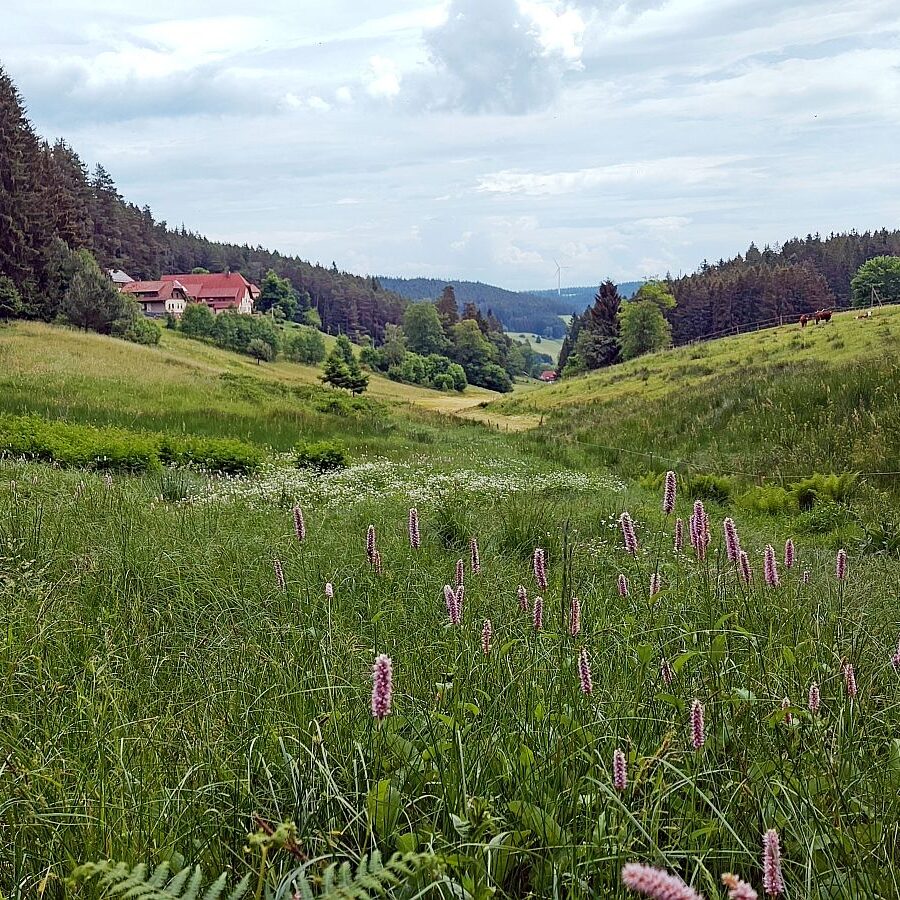 Gersbach Oehle Dobel 12