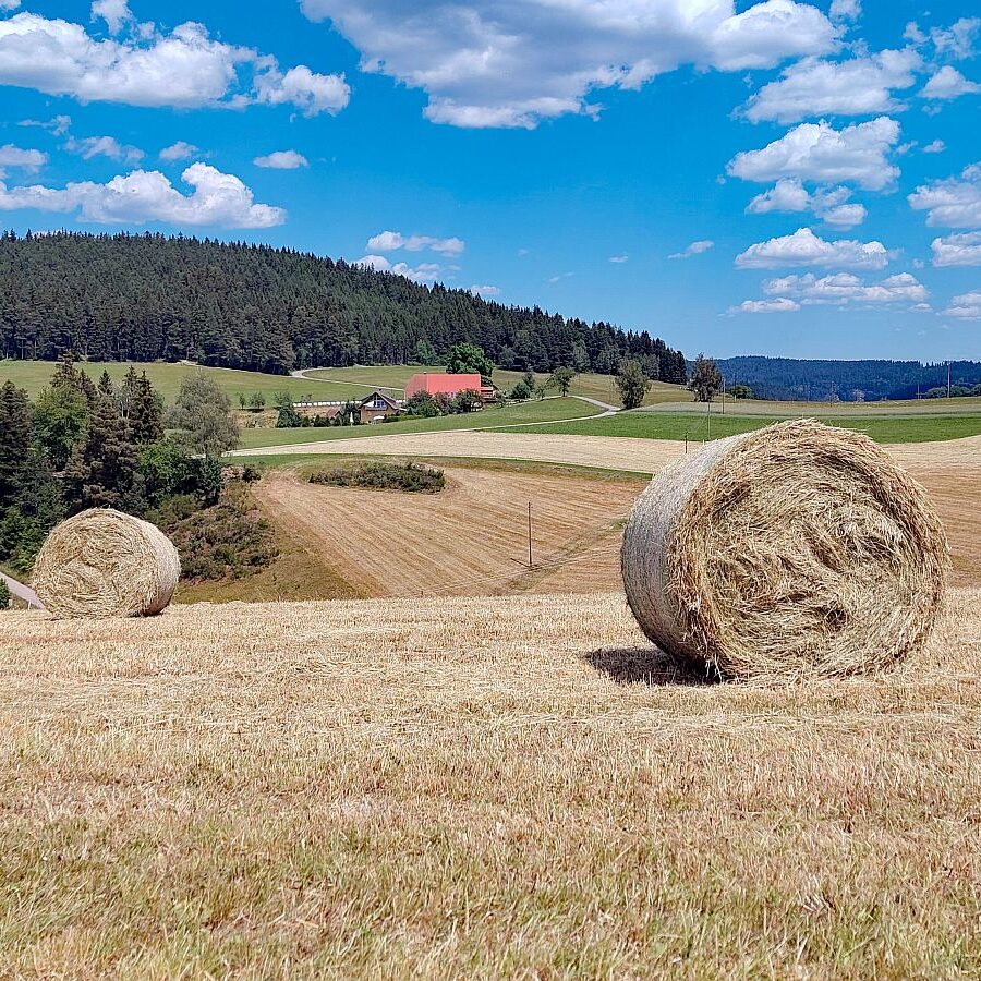Heuernte Tennenbronn 3