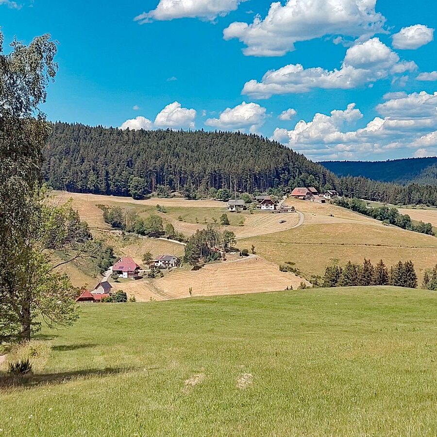 Heuernte Tennenbronn 5
