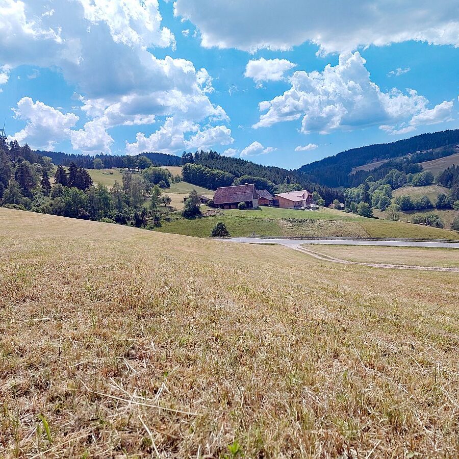 Heuernte Tennenbronn 7