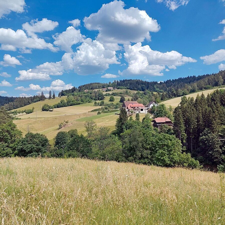 Heuernte Tennenbronn 8