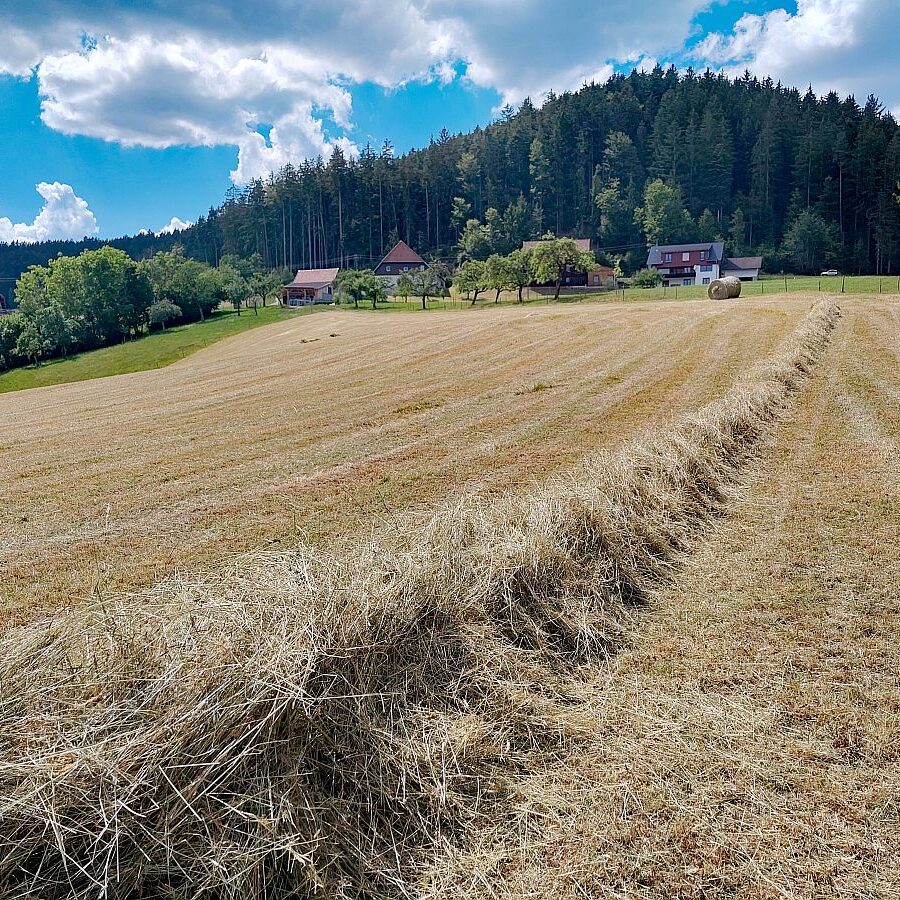Heuernte Tennenbronn 9