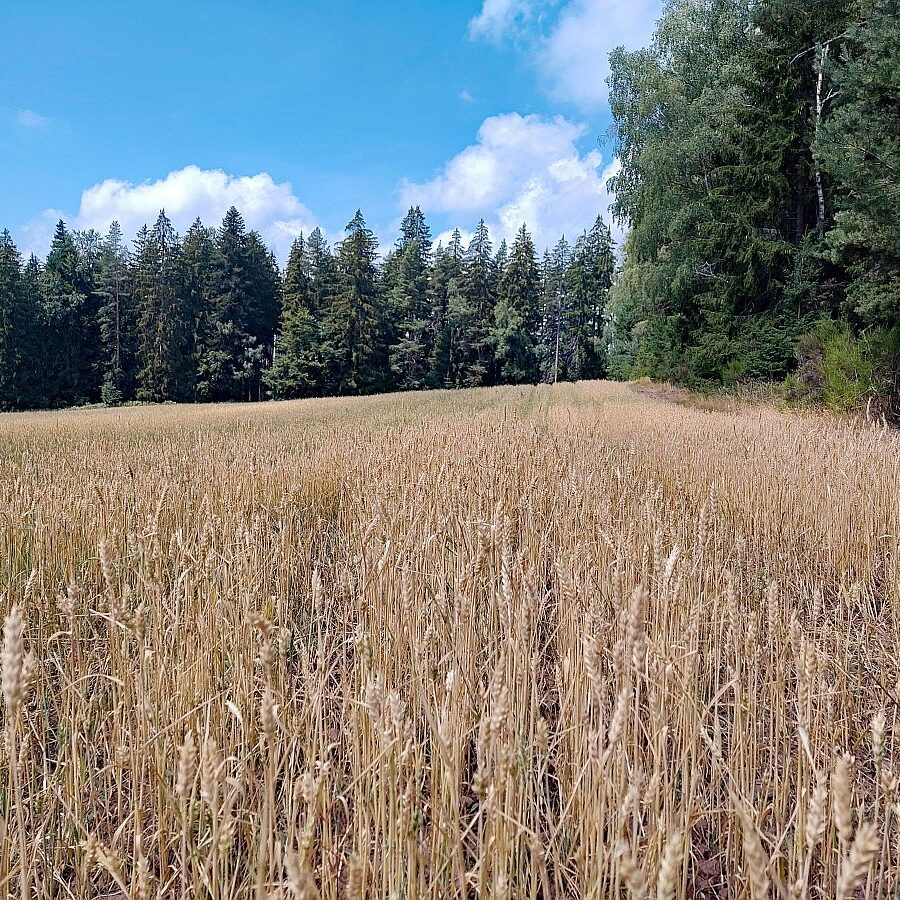 Dorfblickrunde 05