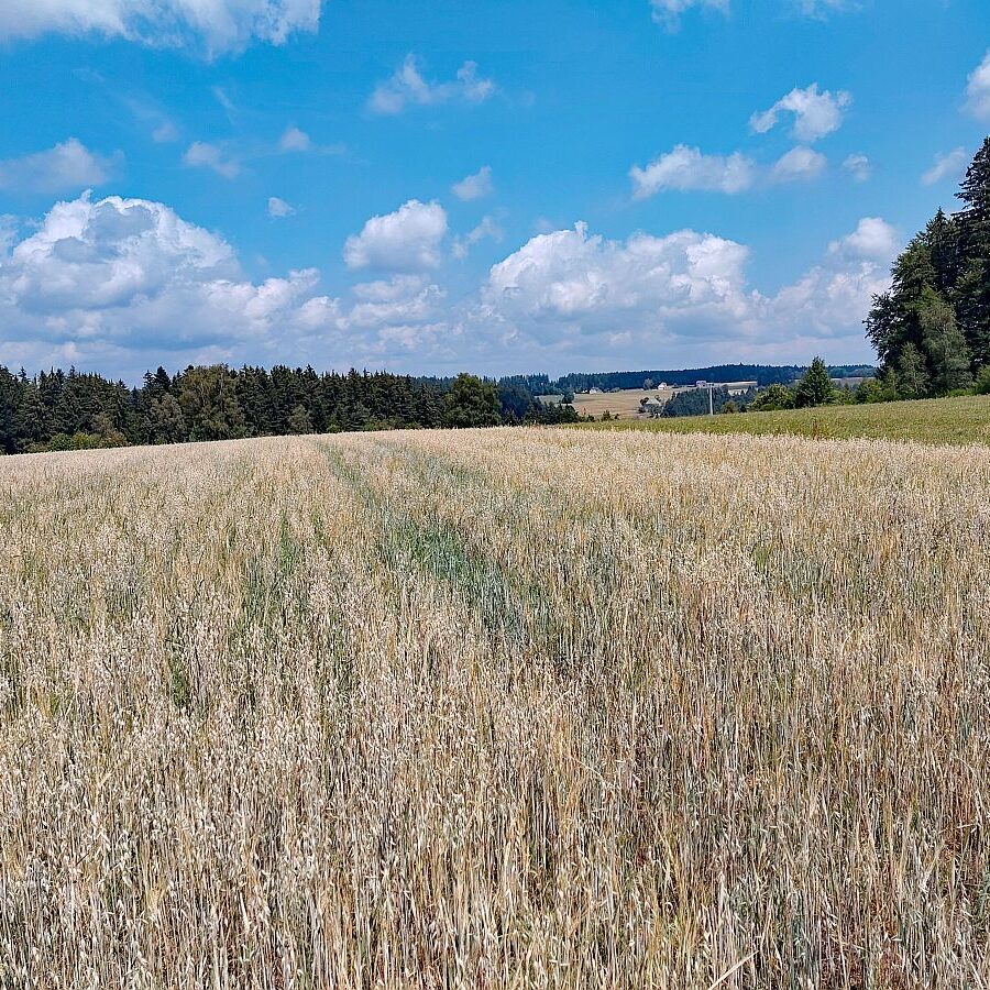 Dorfblickrunde 06