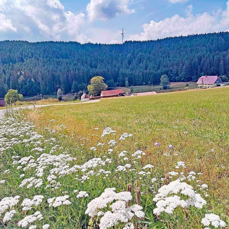 Dorfblickrunde 08