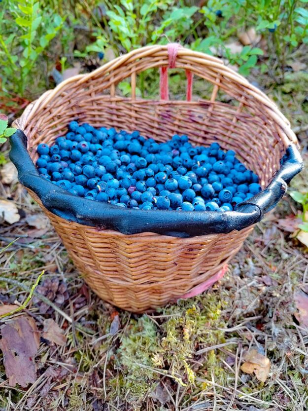 Heidelbeeren 1