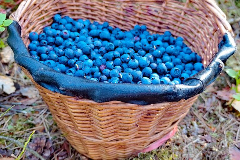 Heidelbeeren 1