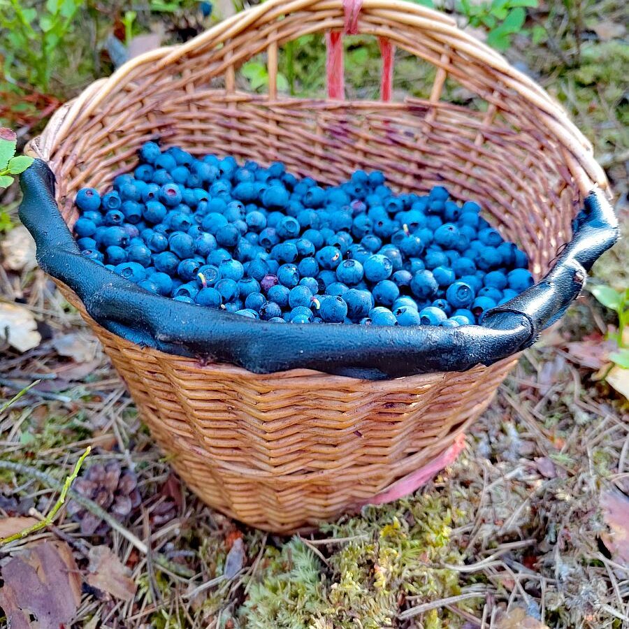 Heidelbeeren 1