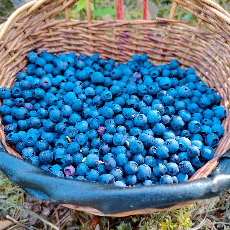 Heidelbeeren 2