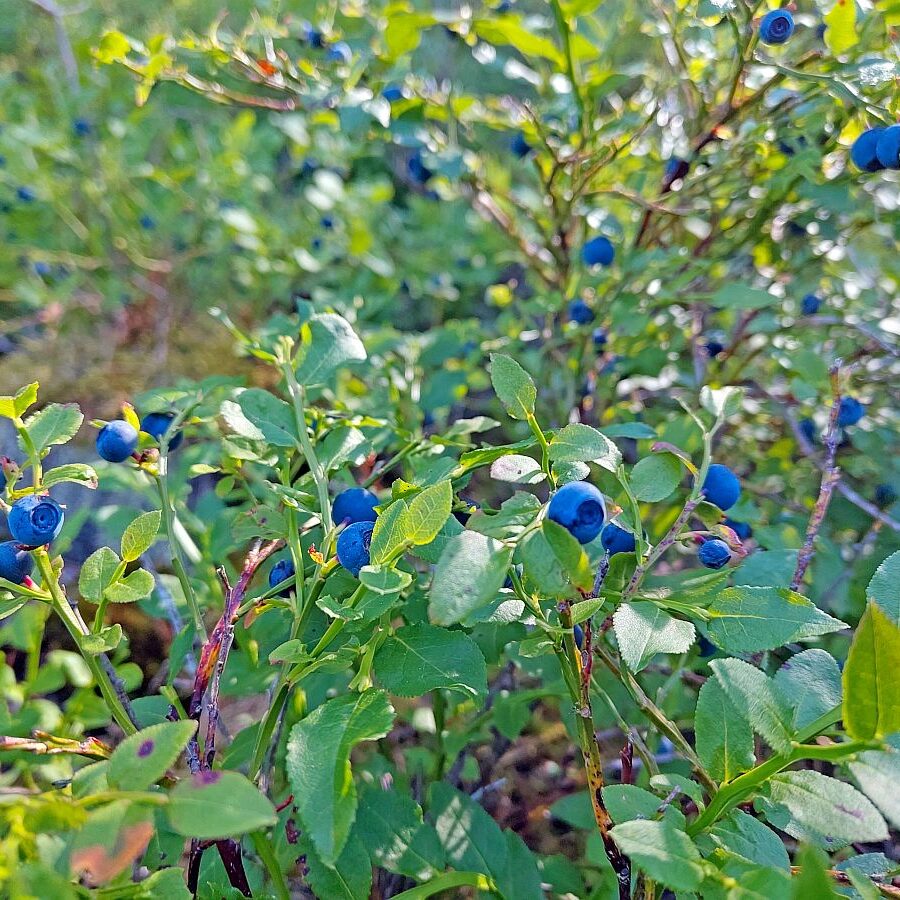 Heidelbeeren 3