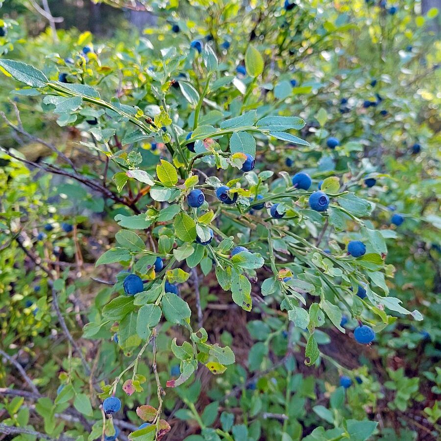 Heidelbeeren 4