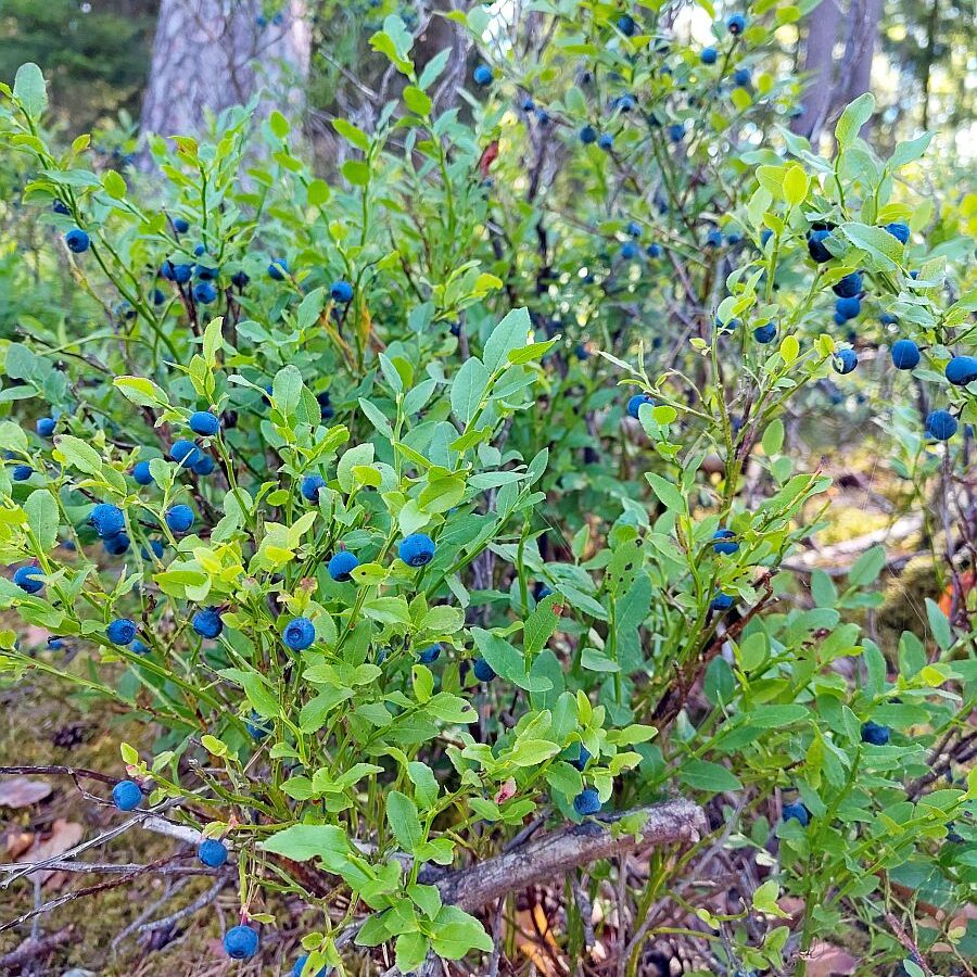 Heidelbeeren 5
