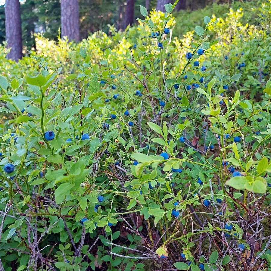 Heidelbeeren 6