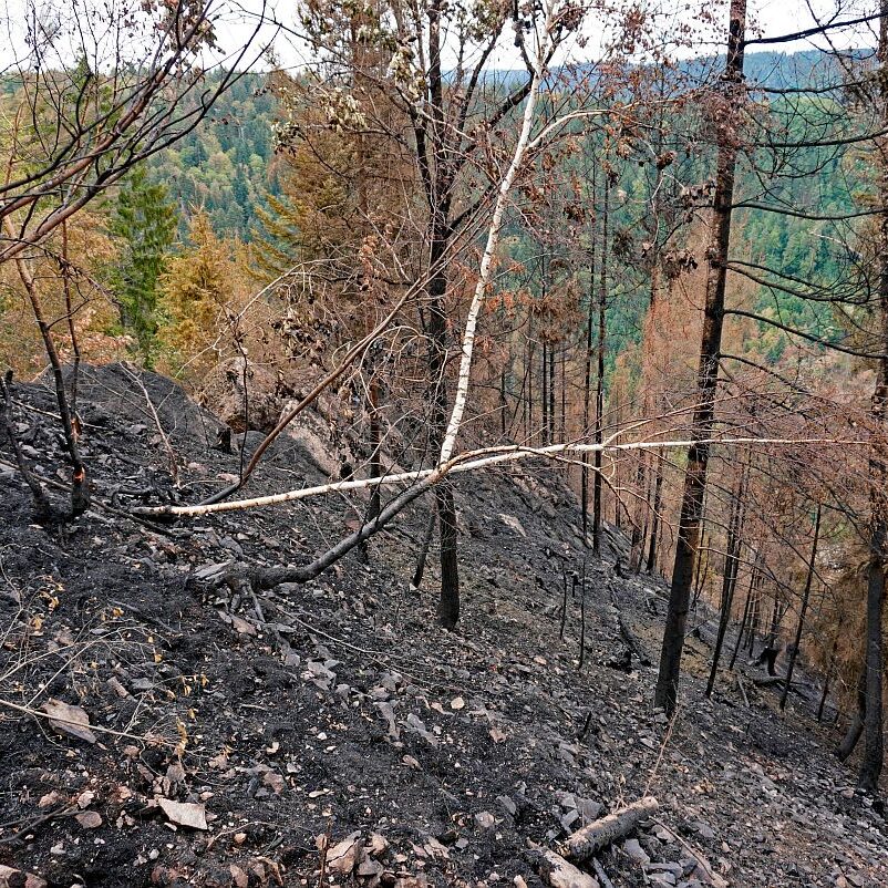 Waldbrand gelöscht 04