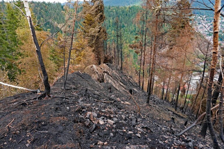 Waldbrand gelöscht 06