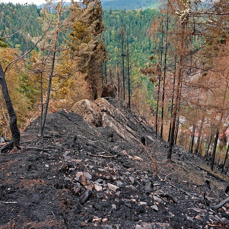 Waldbrand gelöscht 06