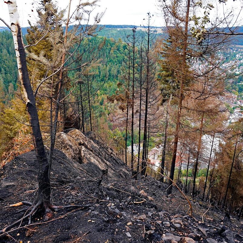 Waldbrand gelöscht 08