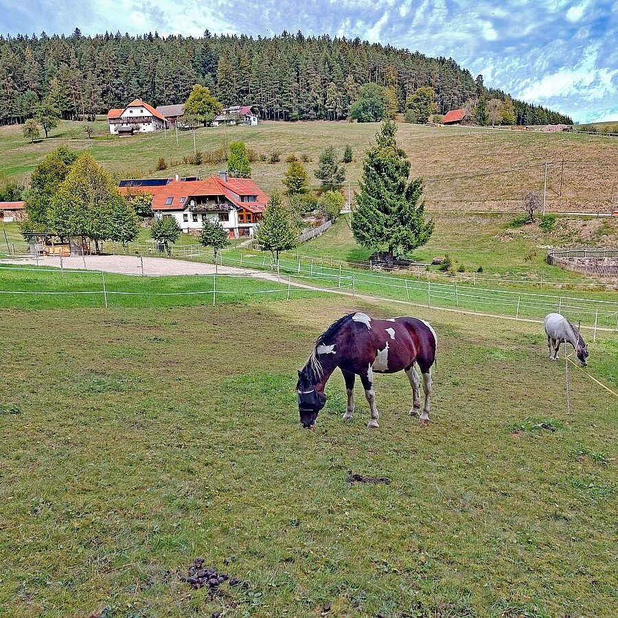 Dobel Hansenbauer Oehle 01