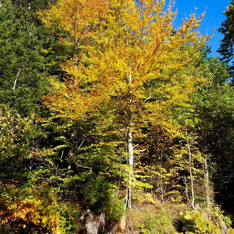 Herbst Gersbach 04