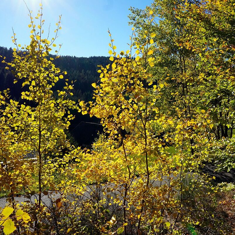 Herbst Gersbach 07